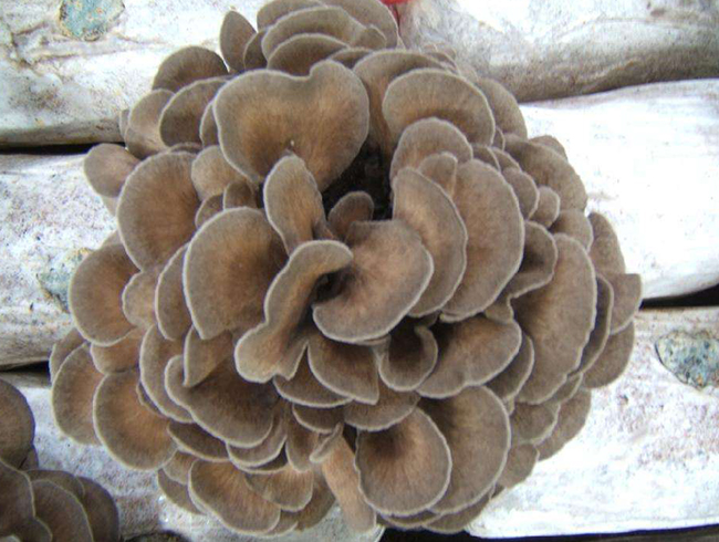 灰树花
